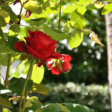 Apartmanhotel Casa Lari Stresa